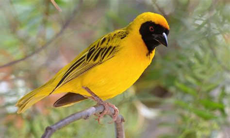  The Weaver Bird : สัญลักษณ์แห่งความหวังและการต่อสู้ในสังคมไนจีเรีย